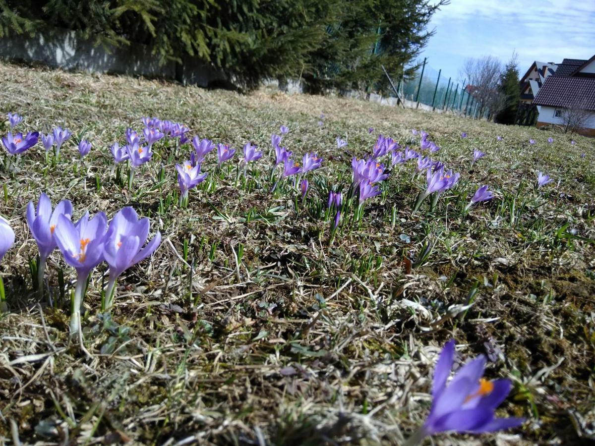 Czarna Jagoda Czarna Gora Bagian luar foto